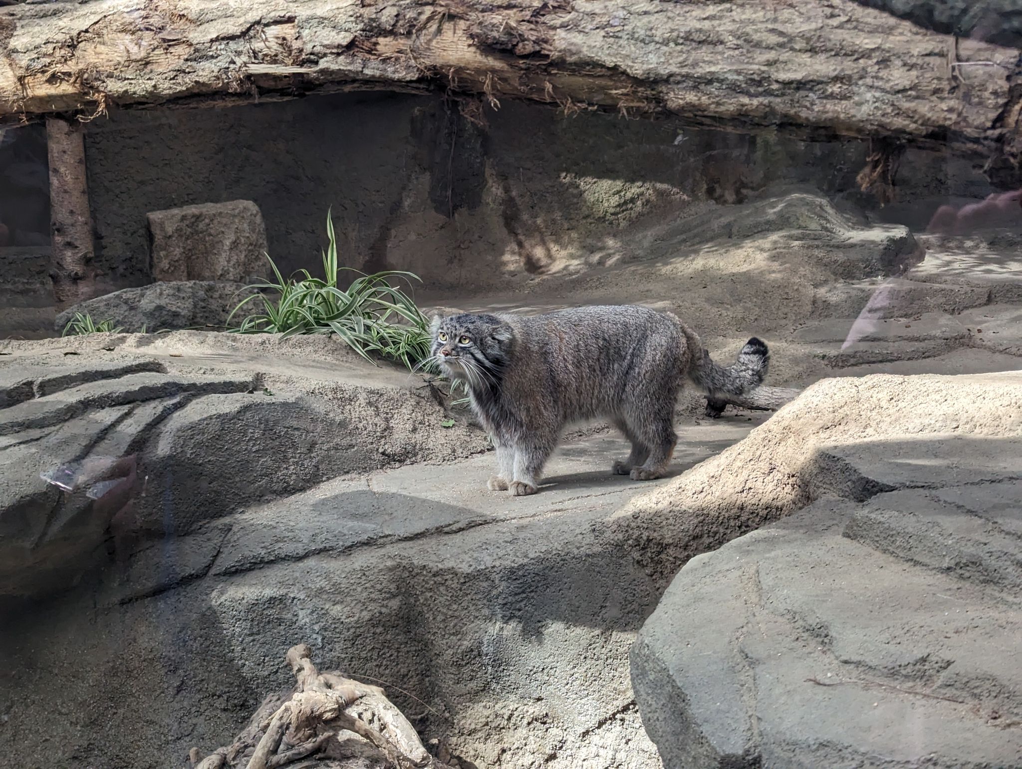 マヌルネコ -この後おせっせしてました-