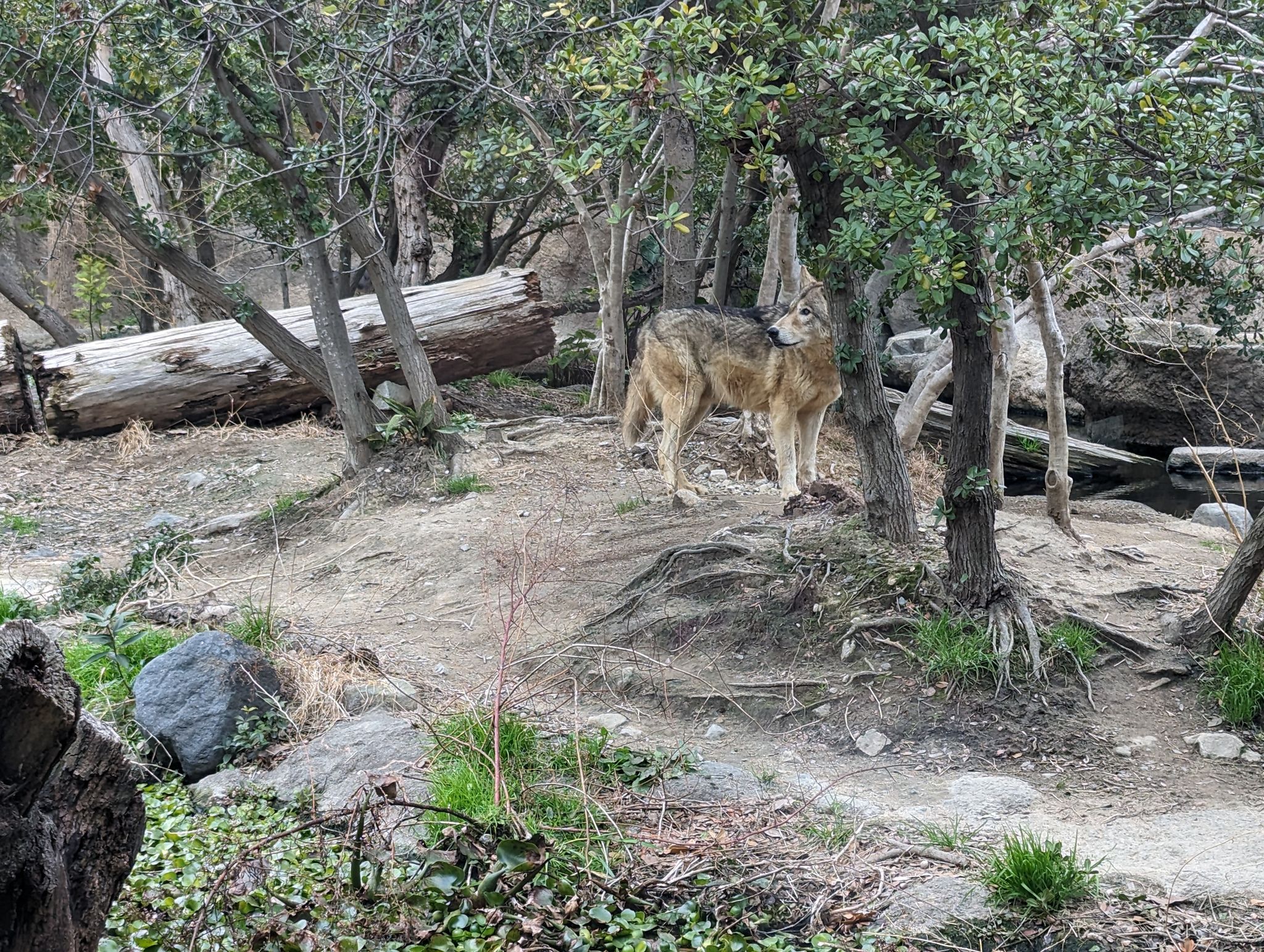 シンリンオオカミ -イケメソ-