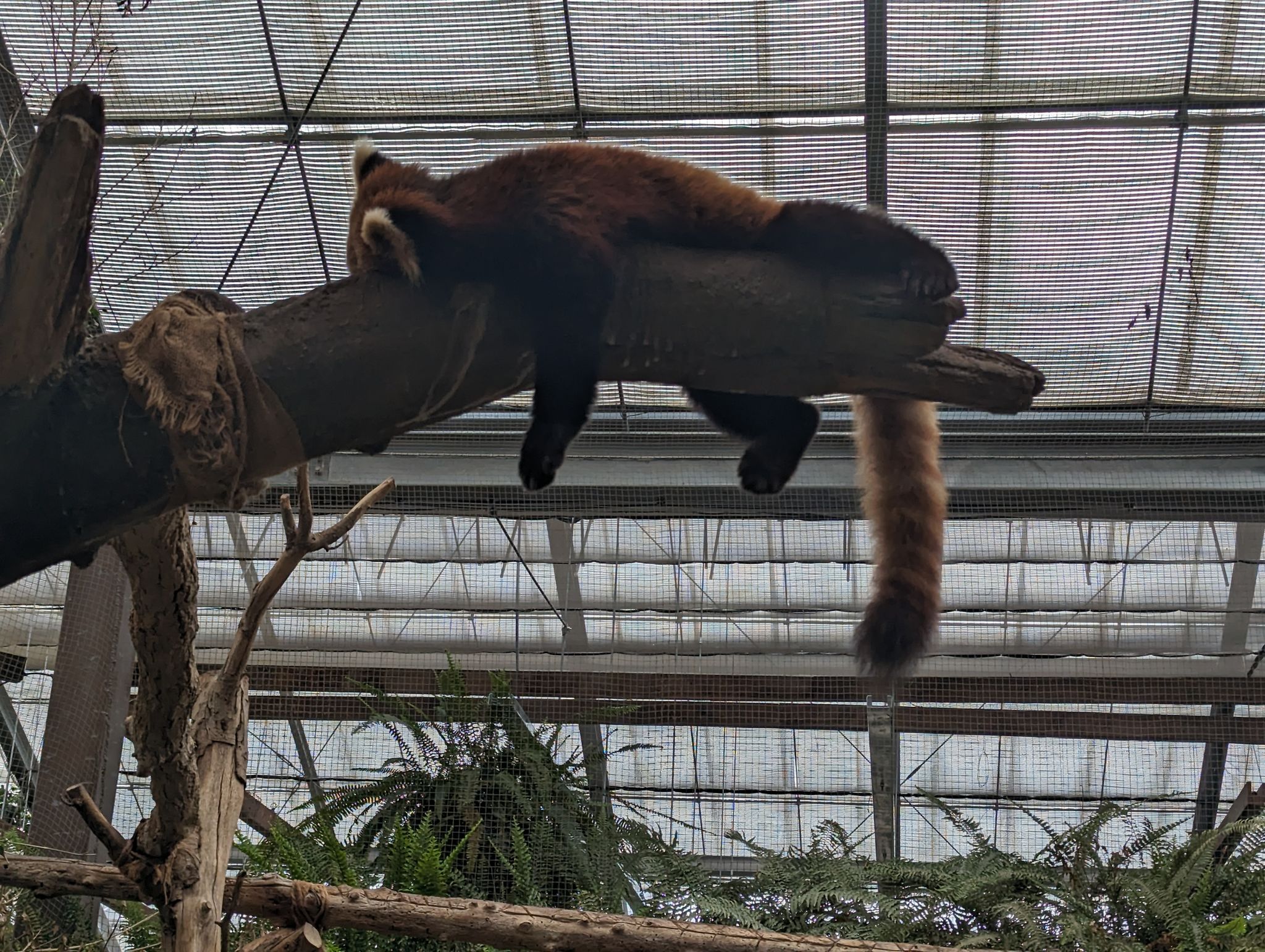 レッサーパンダ -休日のワイ-