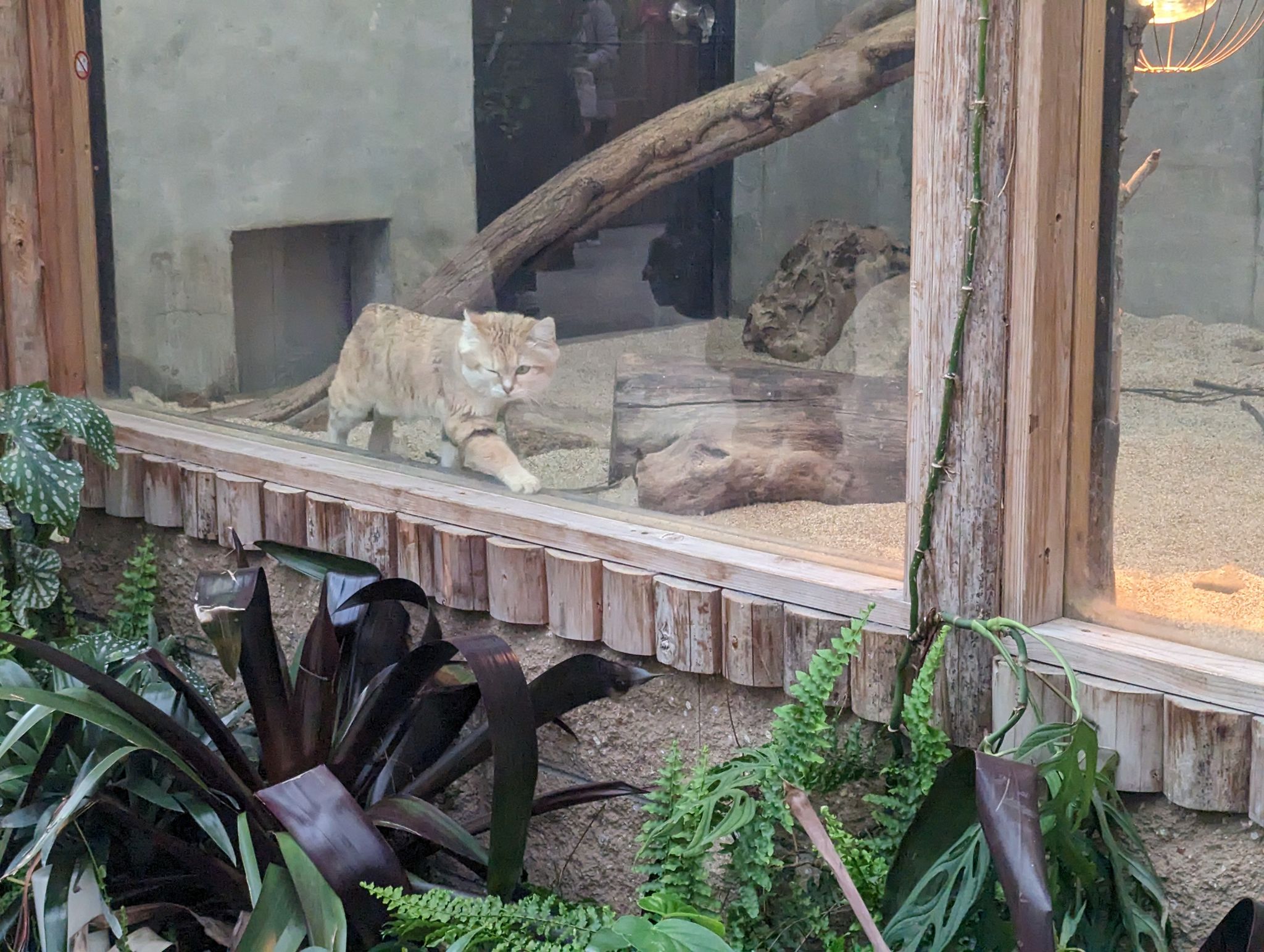 スナネコ - 神戸どうぶつ王国